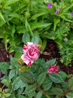 rose 5.jpg