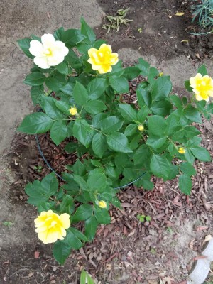 rose 6.jpg