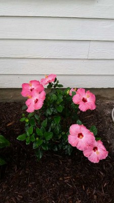 Гибискус Р 2.jpg