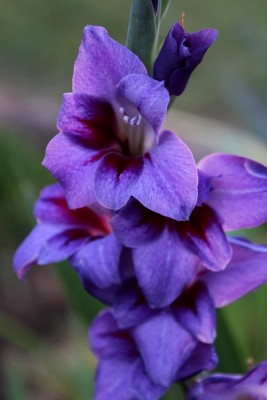 IMG_6734.JPG