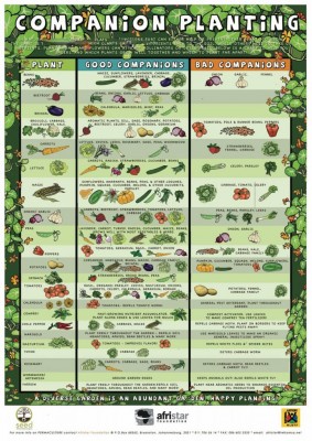 Companion-Planting-Guide.jpg