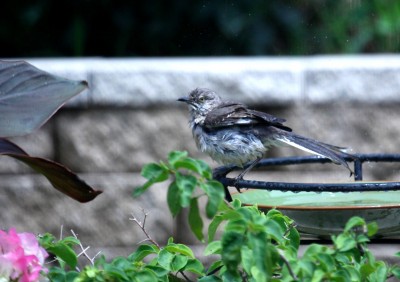 _MG_7470.JPG