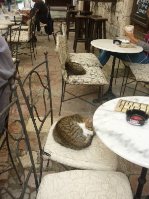 Cats everywhere1.jpg