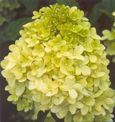 Limelight1.jpg