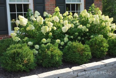 Hydrangea1.jpg