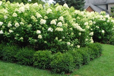 Hydrangea2.jpg