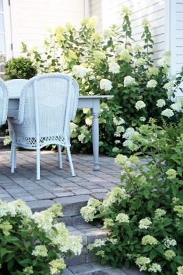 Hydrangea4.jpg