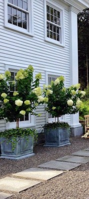 Hydrangea5.jpg