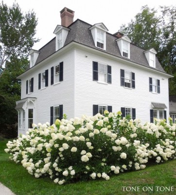 Hydrangea.jpg