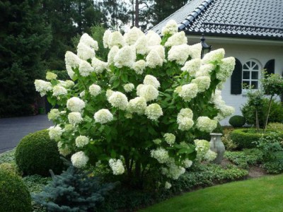 Hydrangea6.jpg