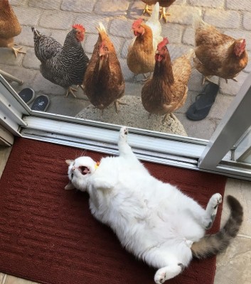 19121689_629249307284623_7421766589147512832_n a.jpg