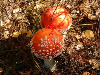 DSCN5206.JPG