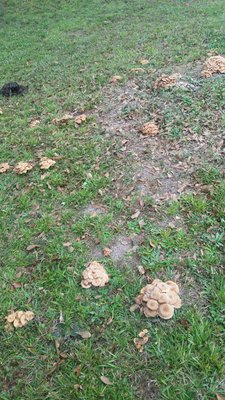 CameraZOOM-20171007153800814_resized.jpg