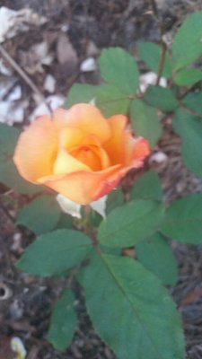 CameraZOOM-20171015192321641.jpg