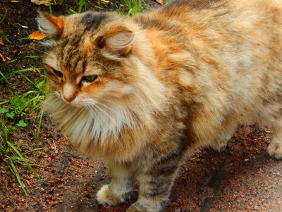 Piter2017 155 (2).jpg