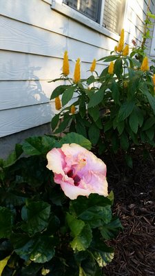 Гибискус Ж3.jpg