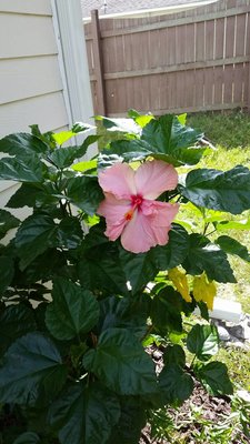 Гибискус П3.jpg