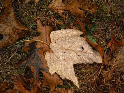 DSCF7367 (2).JPG