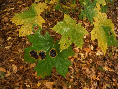 DSCF7385 (2).JPG