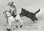 katis.gif