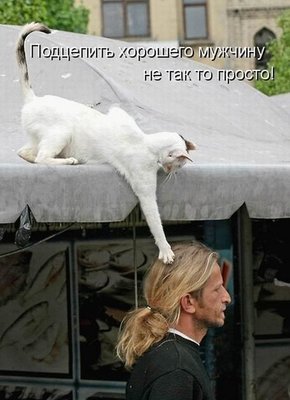 cat1.jpg