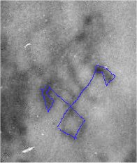 Tatu5.jpg