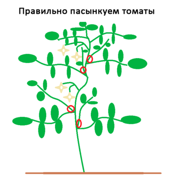pravilno-pasynkuem-tomaty.png