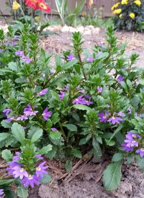 Scaevola blue.jpg
