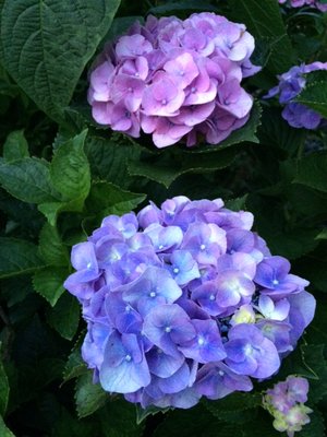 IMG_4185 (2).jpg