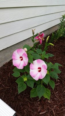 h hibiscus.jpg
