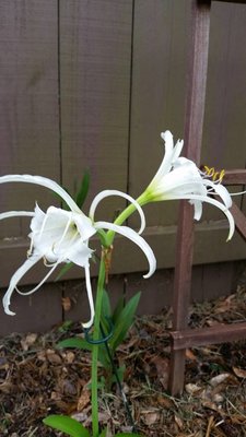 peruvian daffodil.jpg