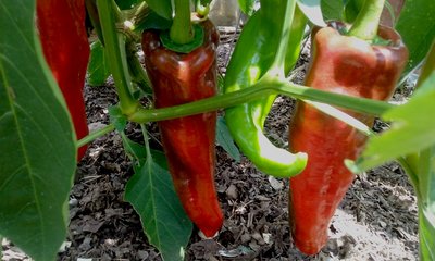 20180724_151700.jpg