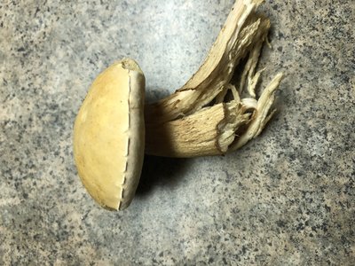IMG_0614.jpeg