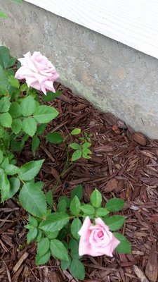 Belinda's dream1 (1).jpg