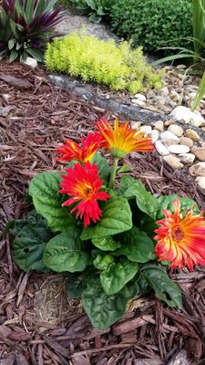 gerbera RY.jpg