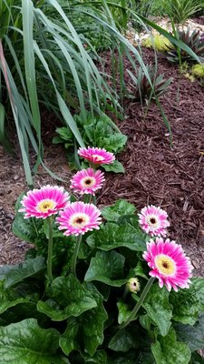 gerbera P.jpg