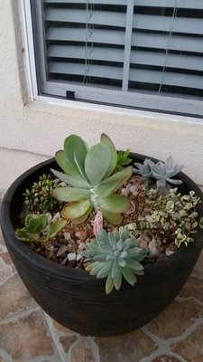 sucpot3l.jpg