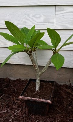 plumeria1.jpg