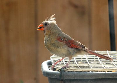 IMG_7818.JPG