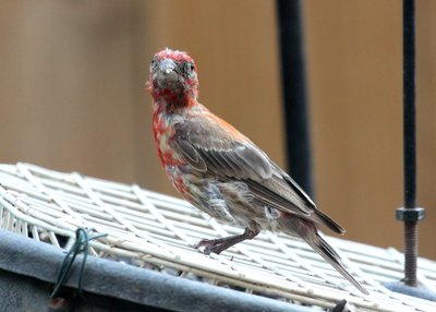 IMG_7779.JPG