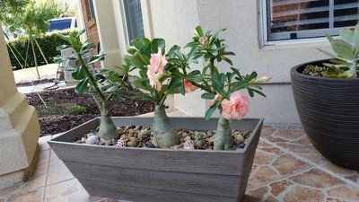 Adenium2.jpg