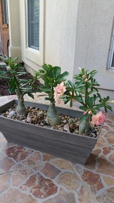 Adenium1.jpg