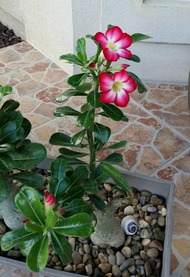 Adenium3.jpg