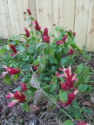 Shrimp Plant T.jpg