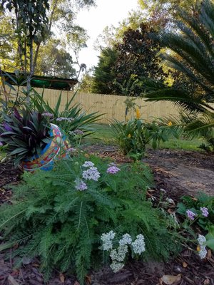 Yarrow.jpg