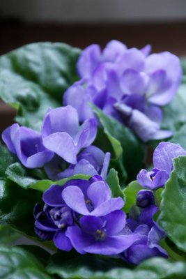 _MG_9217.JPG