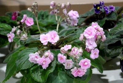 IMG_2632.JPG