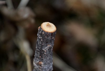 IMG_2907.JPG