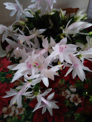 20171219_135355.jpg
