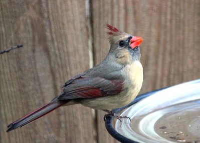 IMG_2116.JPG